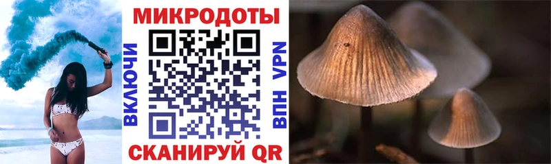 Галлюциногенные грибы Psilocybe  Барнаул 